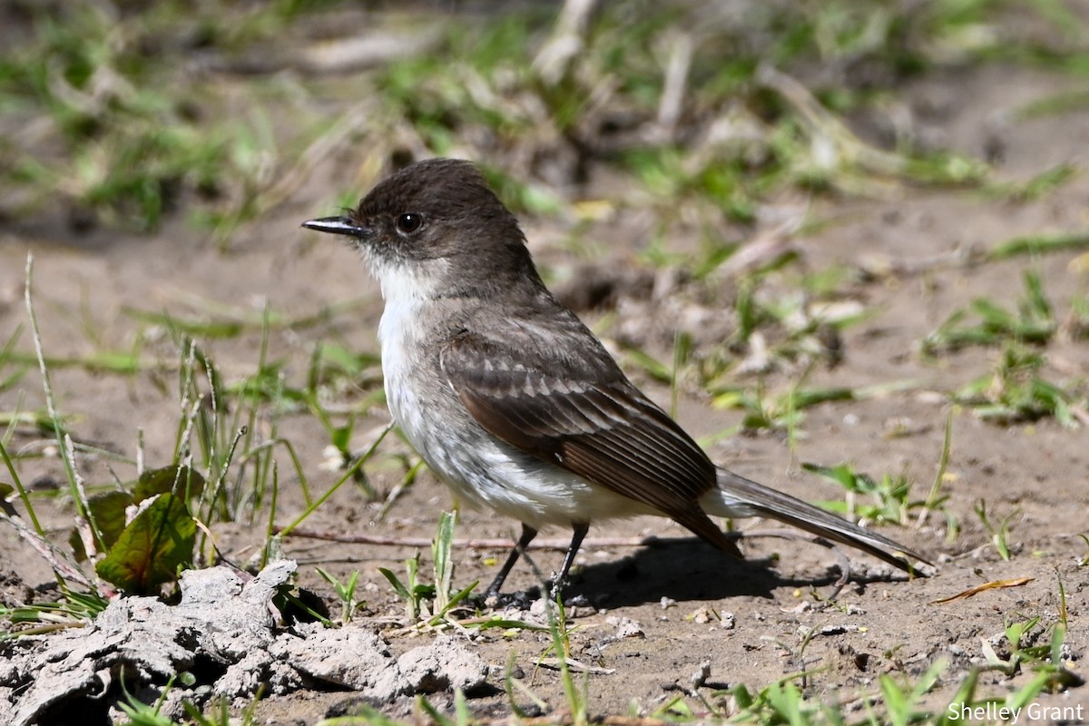 Eastern Phoebe - ML577348761