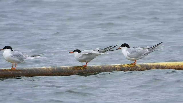 Common Tern - ML577348801