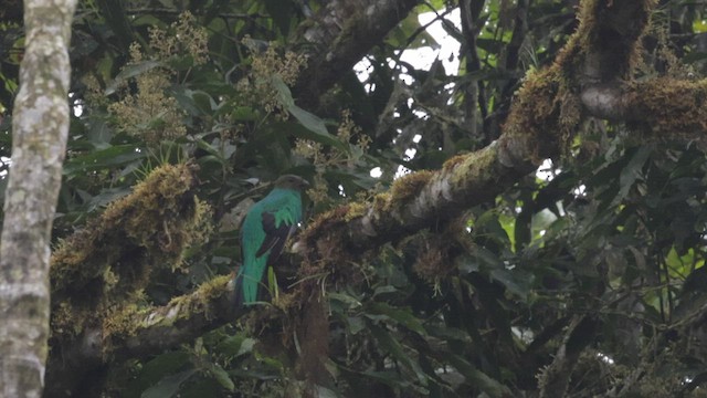 Golden-headed Quetzal - ML577348911