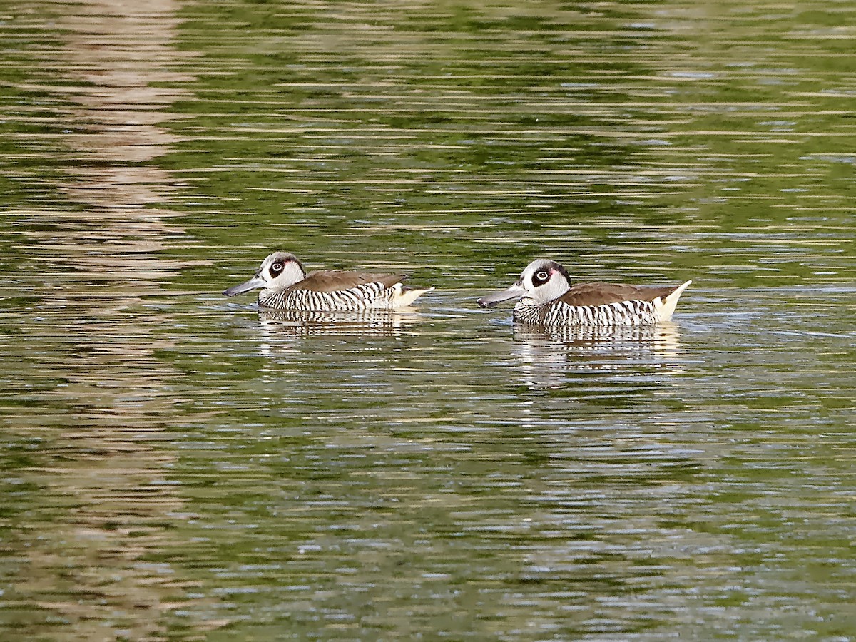 Pink-eared Duck - ML577349321