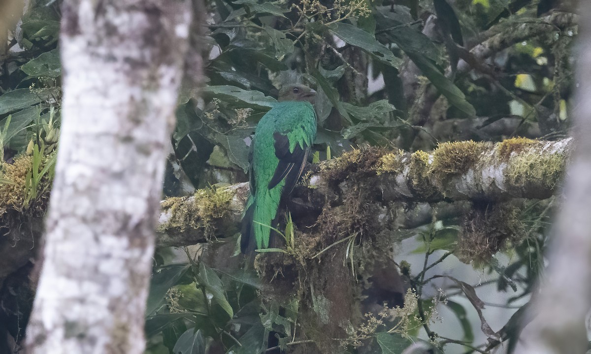 Golden-headed Quetzal - ML577349671