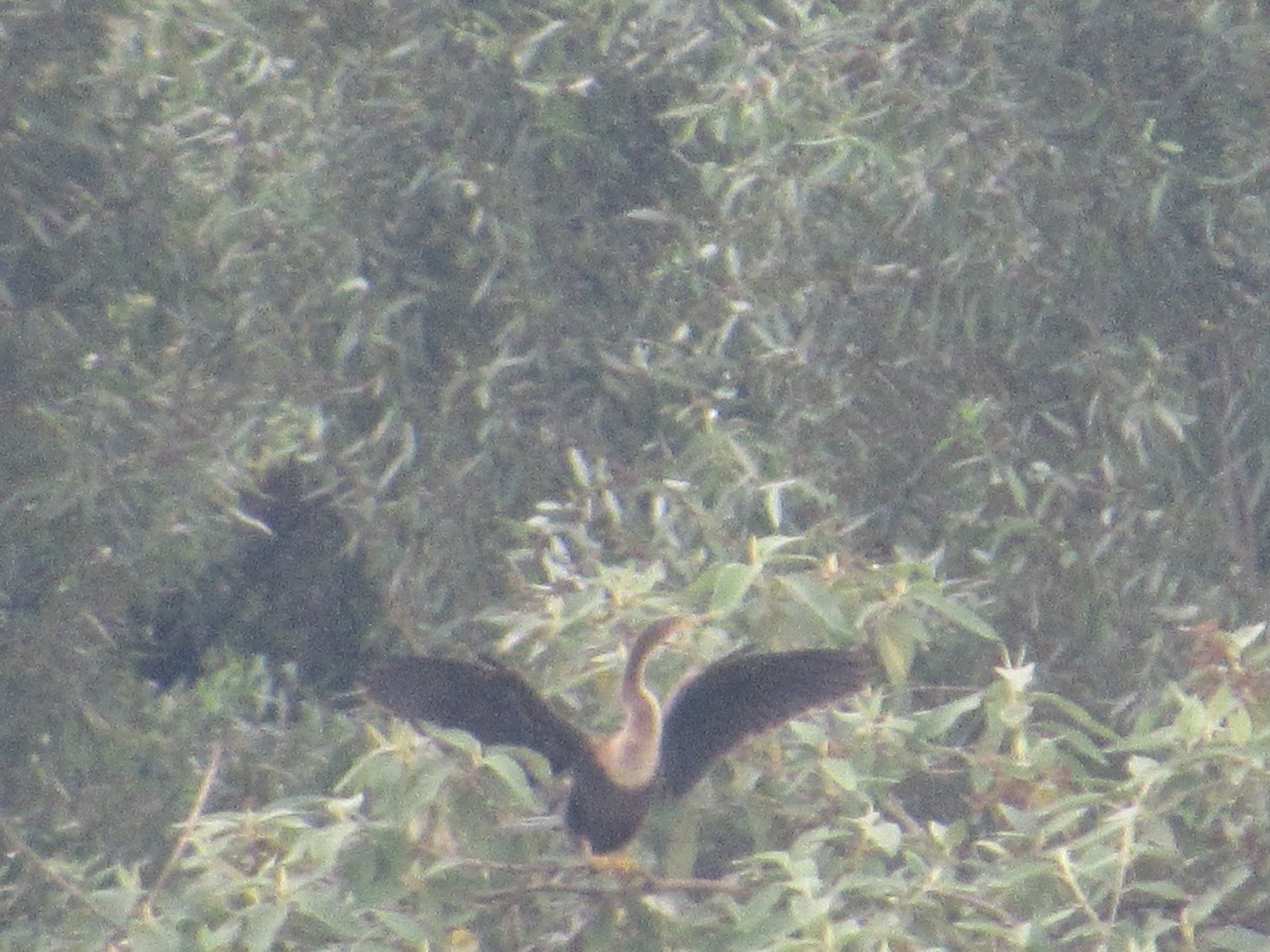 Anhinga d'Amérique - ML577349871