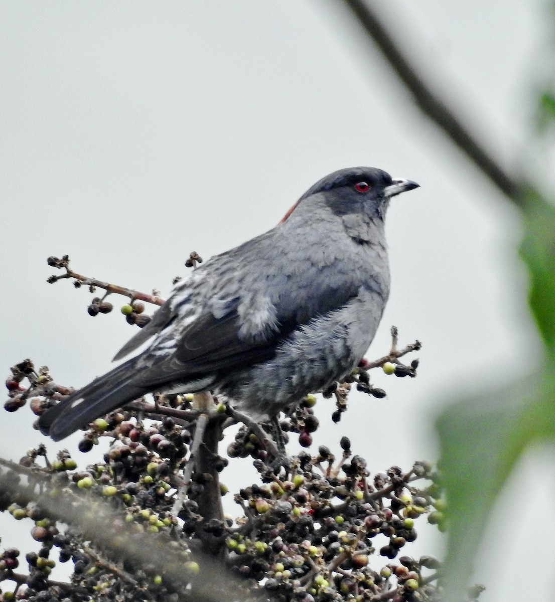 Red-crested Cotinga - Ayde Solarte
