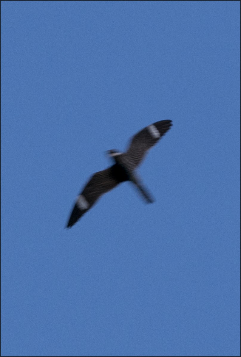 Common Nighthawk - Paul Lagasi