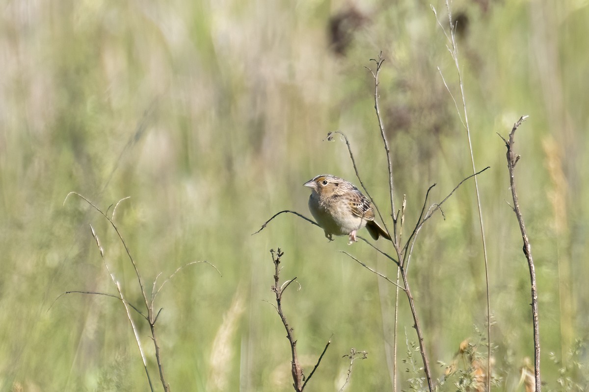 Grasshopper Sparrow - ML577350891