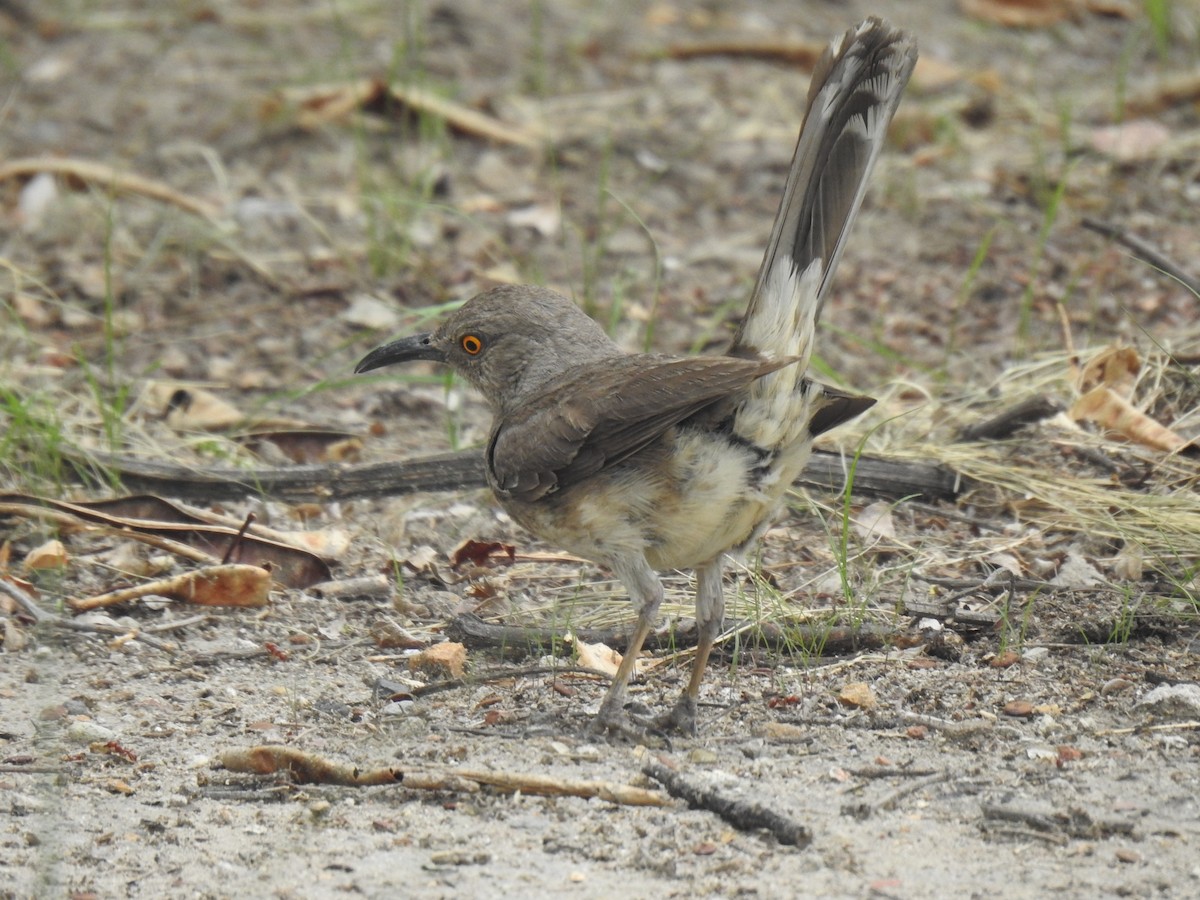 Curve-billed Thrasher - ML577351461