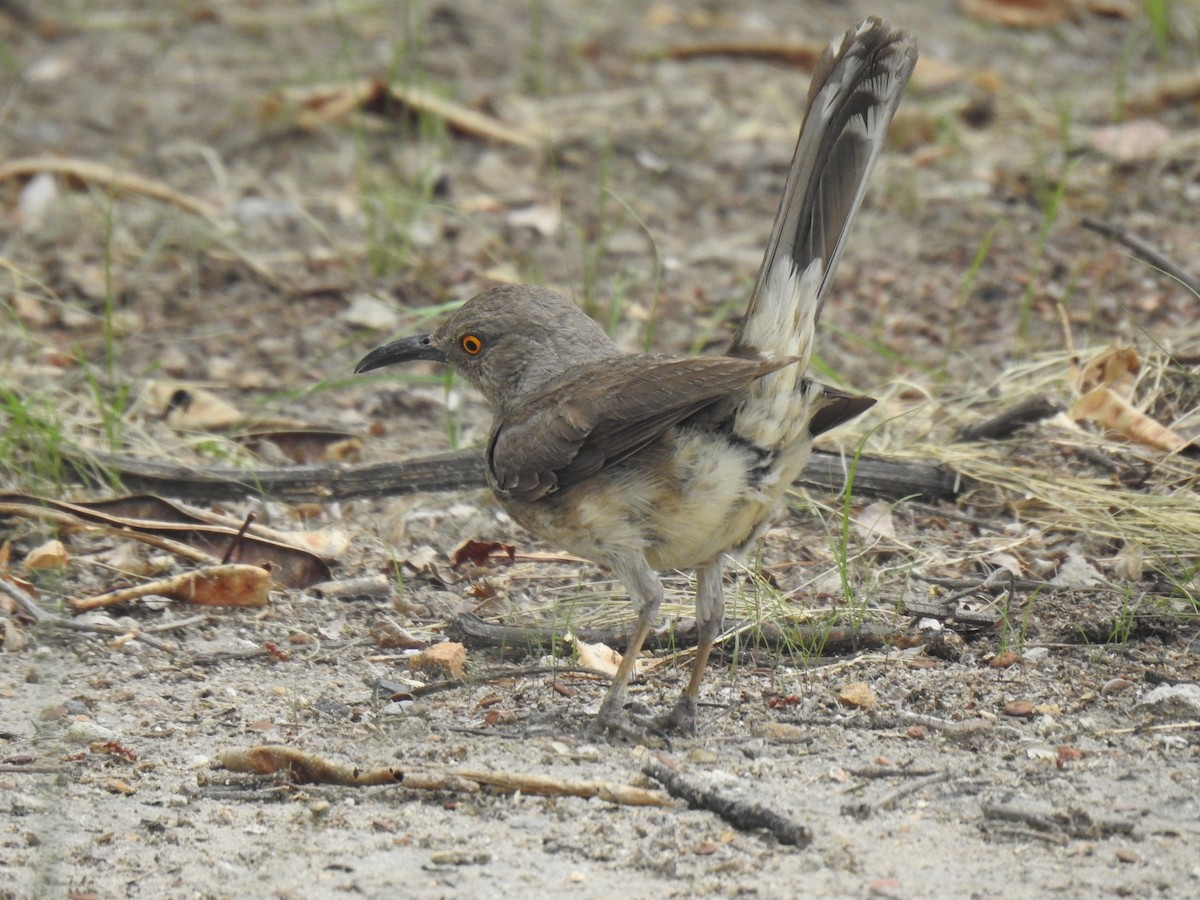 Curve-billed Thrasher - ML577351461