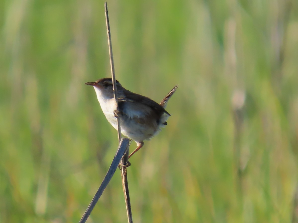 Marsh Wren - ML577351851