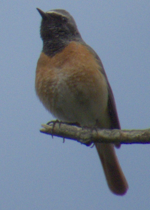 Common Redstart - ML577351941