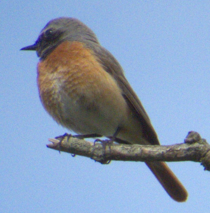 Common Redstart - Peter Keyel