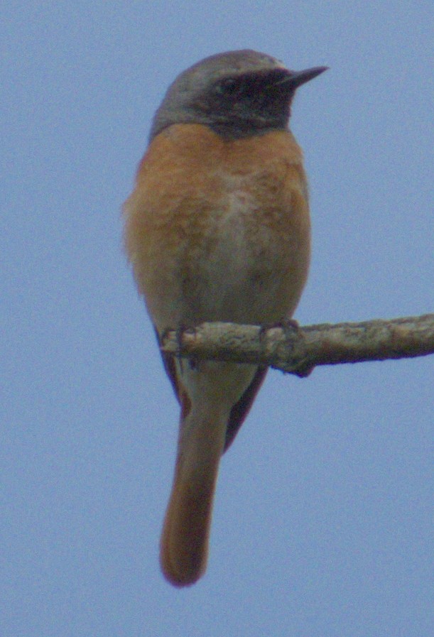 Common Redstart - ML577351981