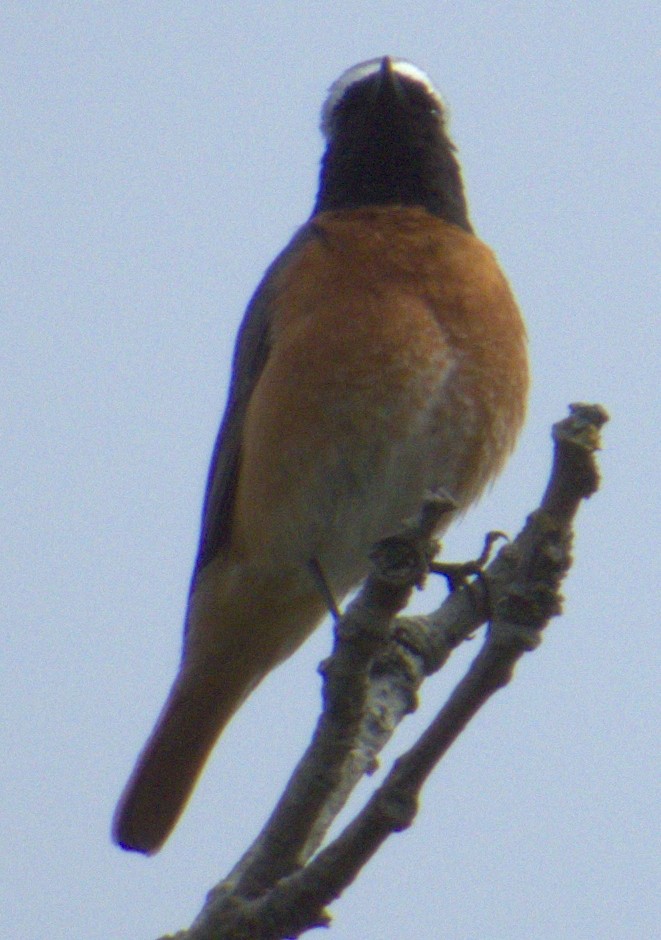 Common Redstart - ML577352151