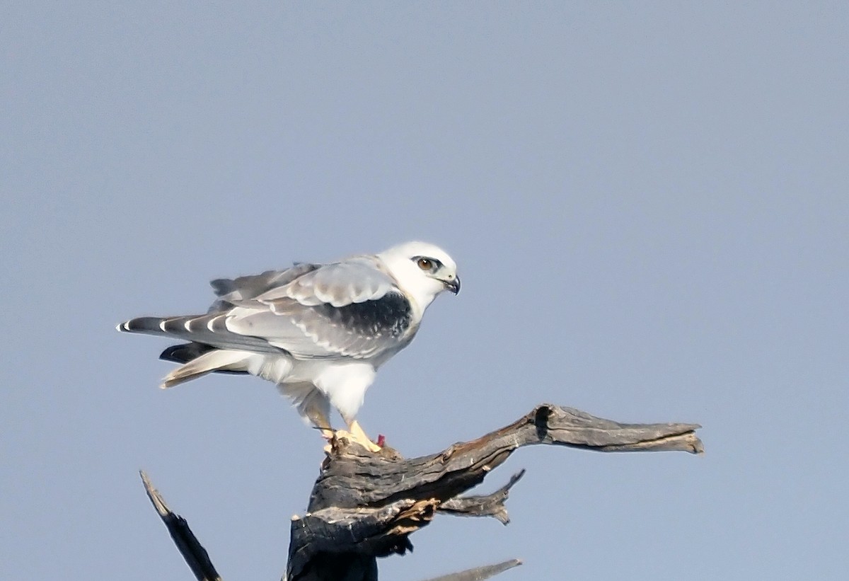 Black-shouldered Kite - ML577352271