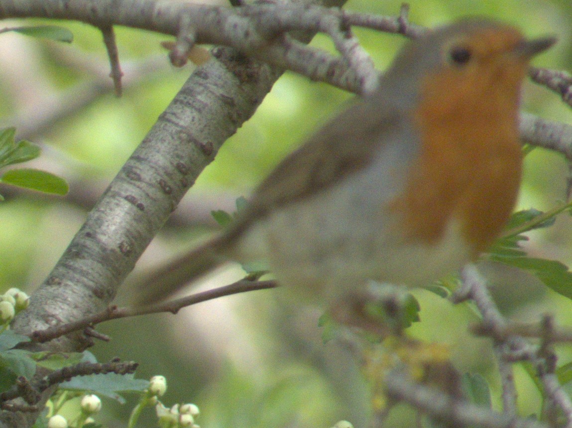 European Robin - ML577352361