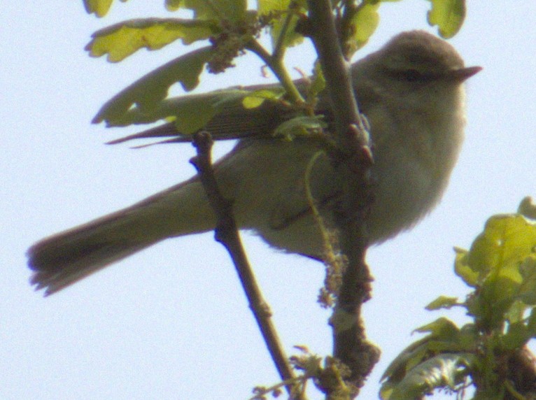 Willow Warbler - ML577352451