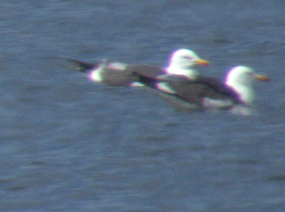 Lesser Black-backed Gull - ML577354021