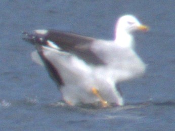 Lesser Black-backed Gull - Peter Keyel