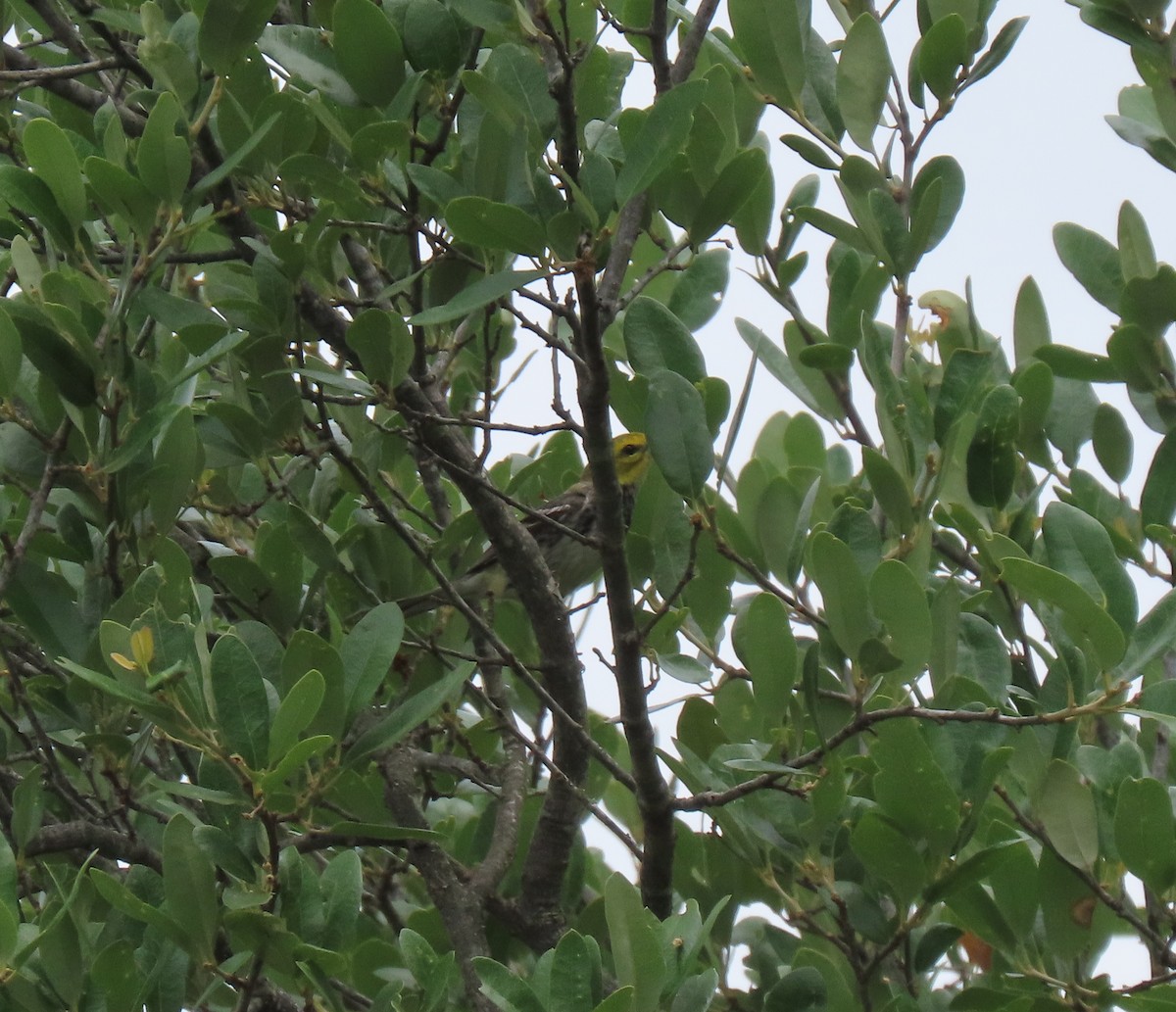 Black-throated Green Warbler - ML577354411