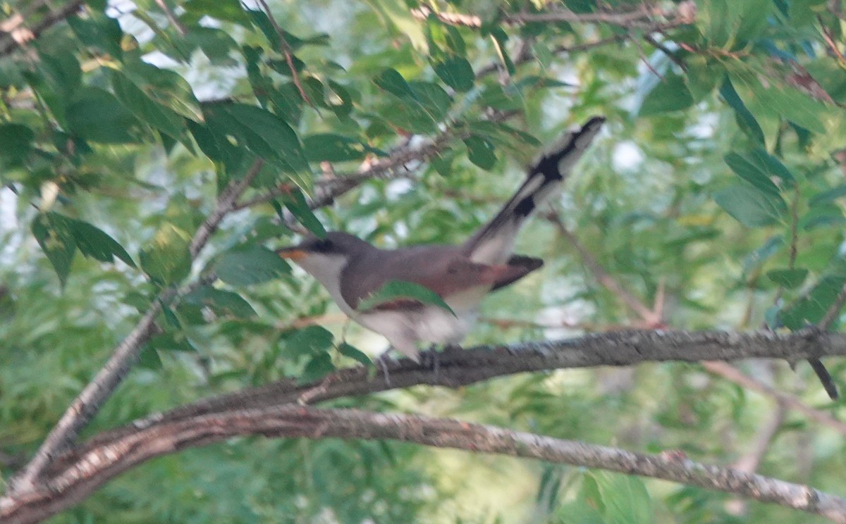 Yellow-billed/Black-billed Cuckoo - ML577355471