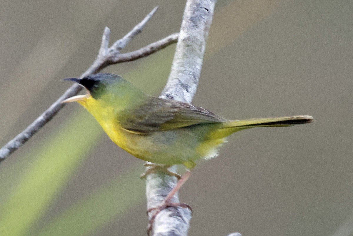 Gray-crowned Yellowthroat - ML577356131