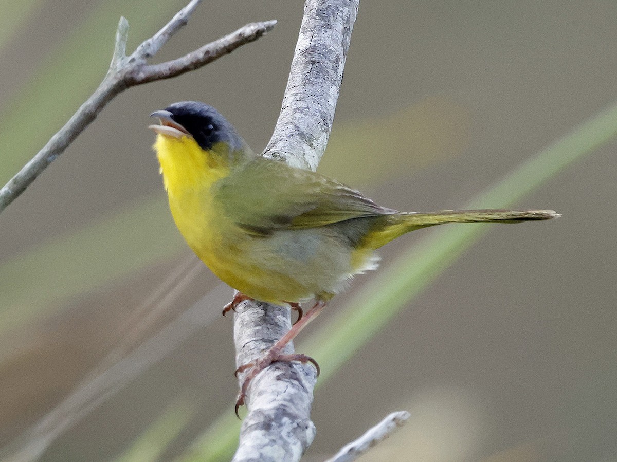 Gray-crowned Yellowthroat - ML577356221