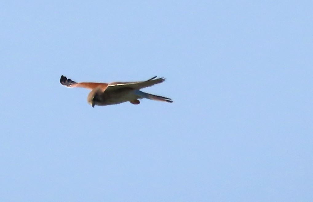 Nankeen Kestrel - ML577356551