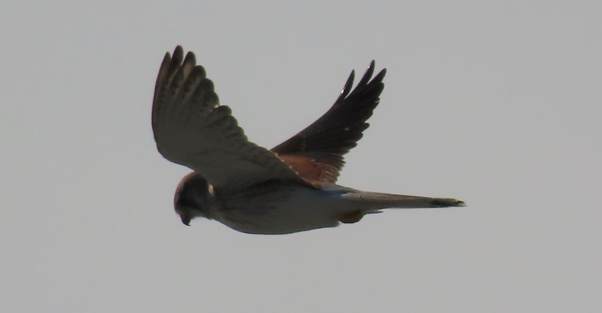 Nankeen Kestrel - ML577356561