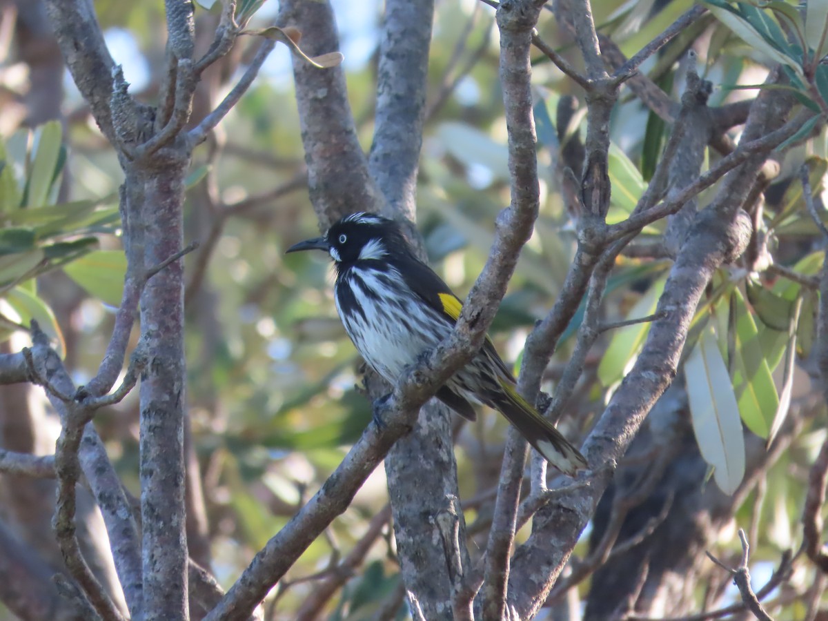 New Holland Honeyeater - ML577356651