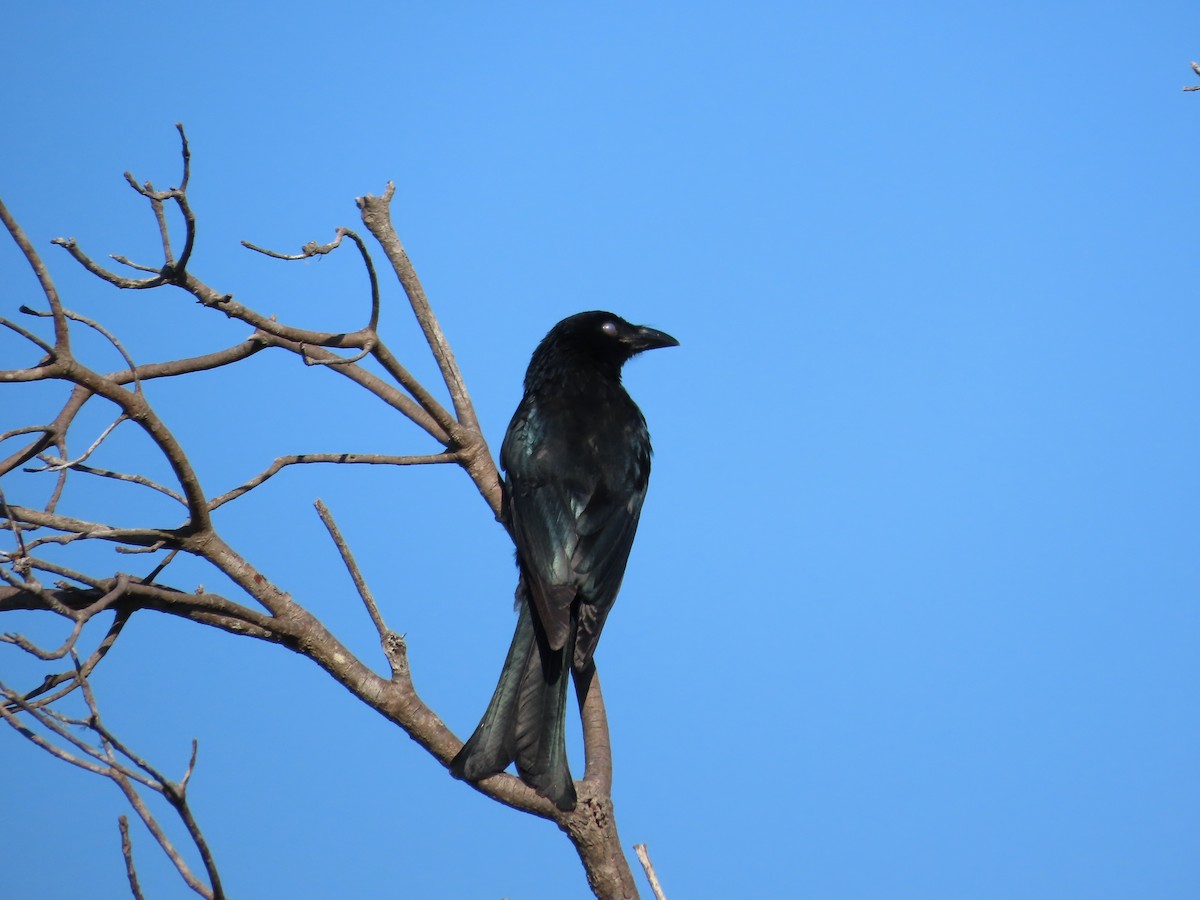 Spangled Drongo - ML577356691