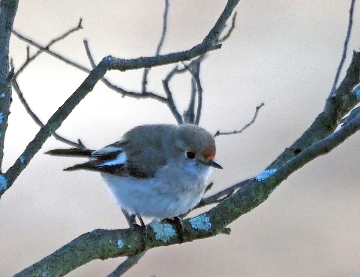 Red-capped Robin - ML577356751
