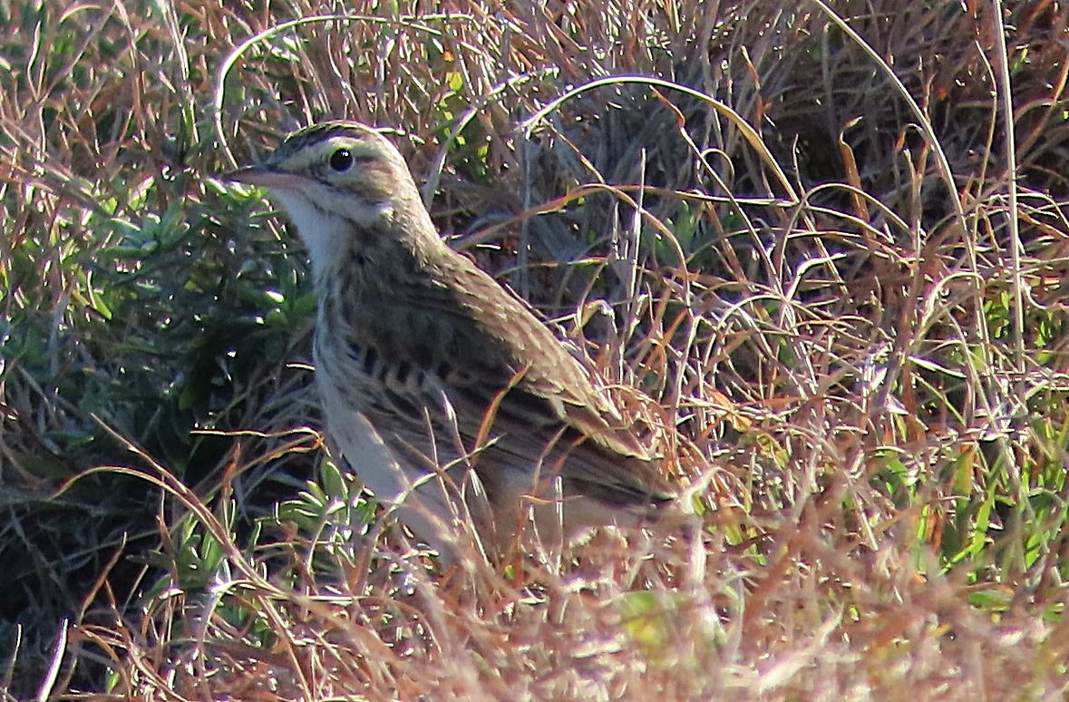 Australian Pipit - ML577356831