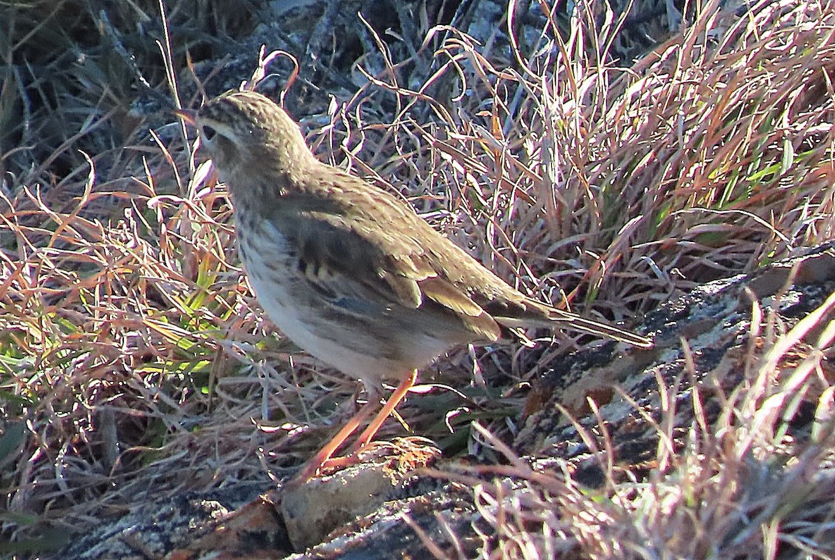 Australian Pipit - ML577356841