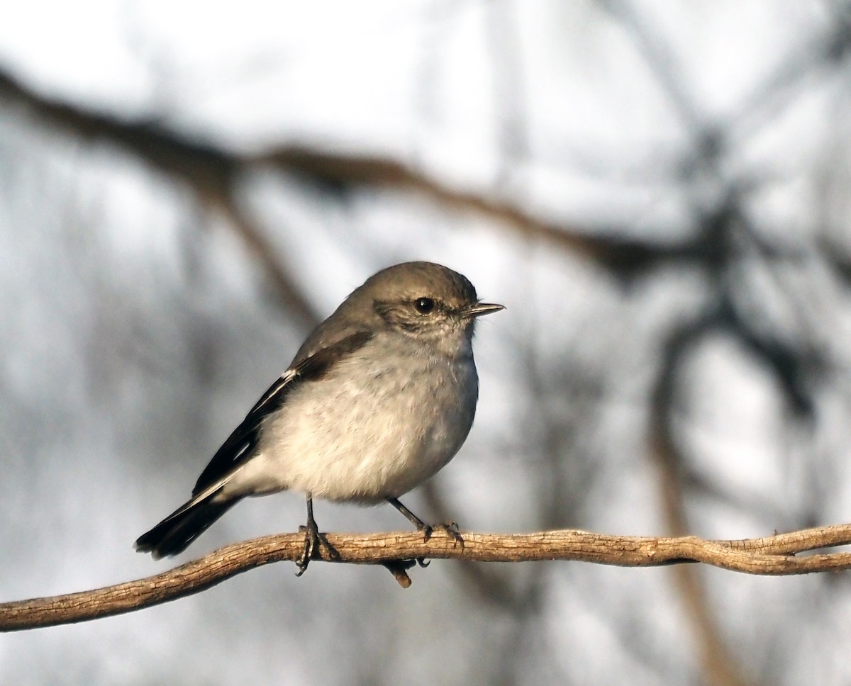 Red-capped Robin - ML577356891