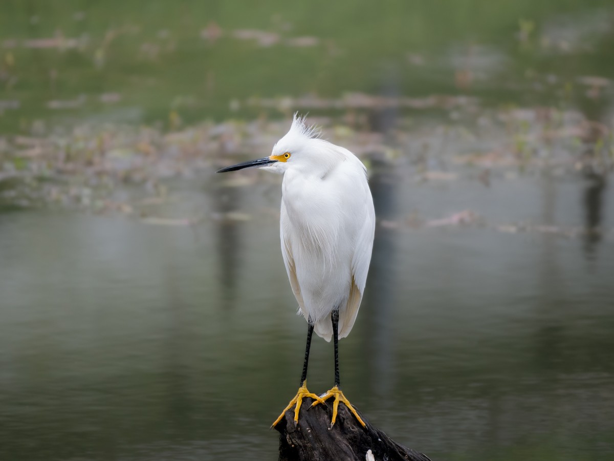 Snowy Egret - ML577356901