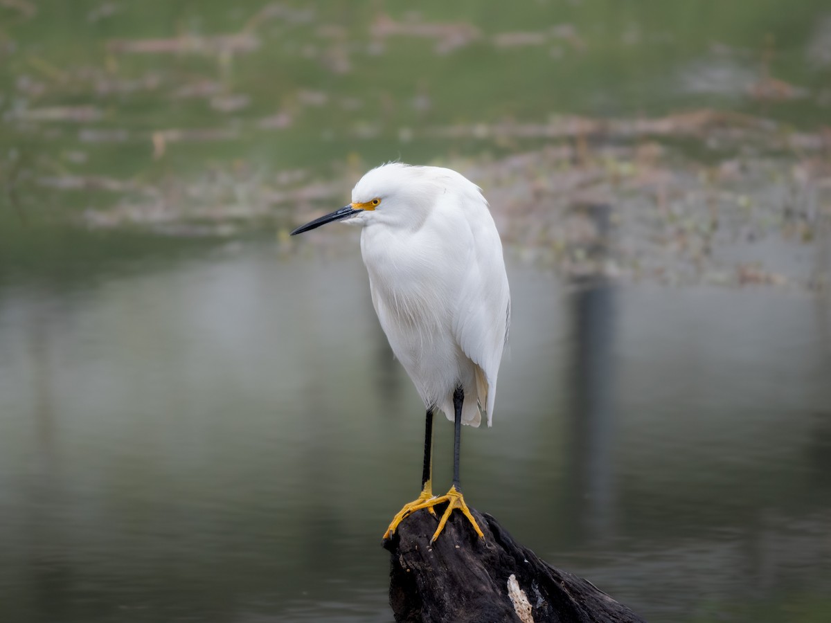 Snowy Egret - ML577356911