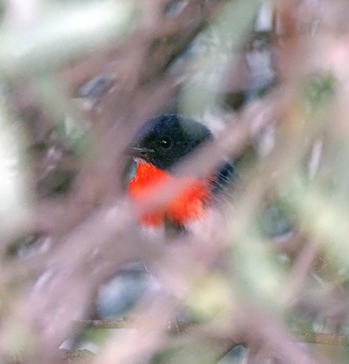 Mistletoebird - ML577357041