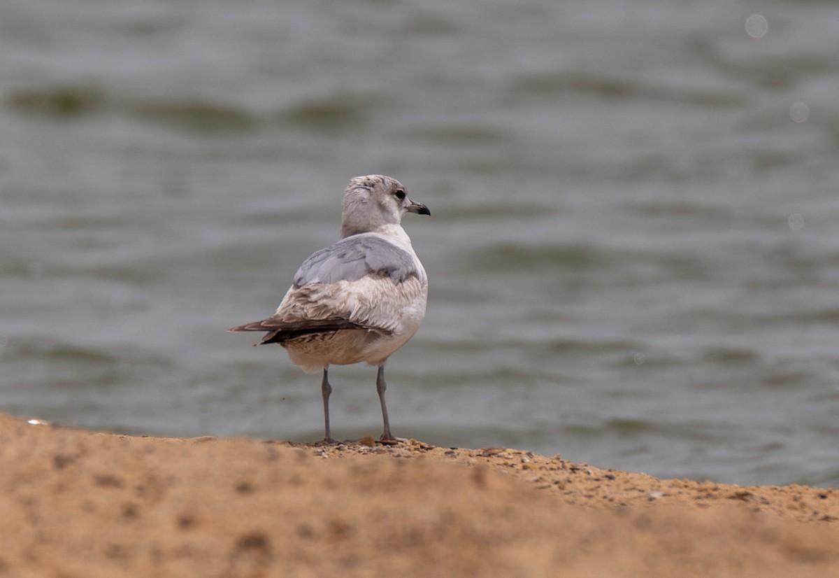 Short-billed Gull - David Stekoll