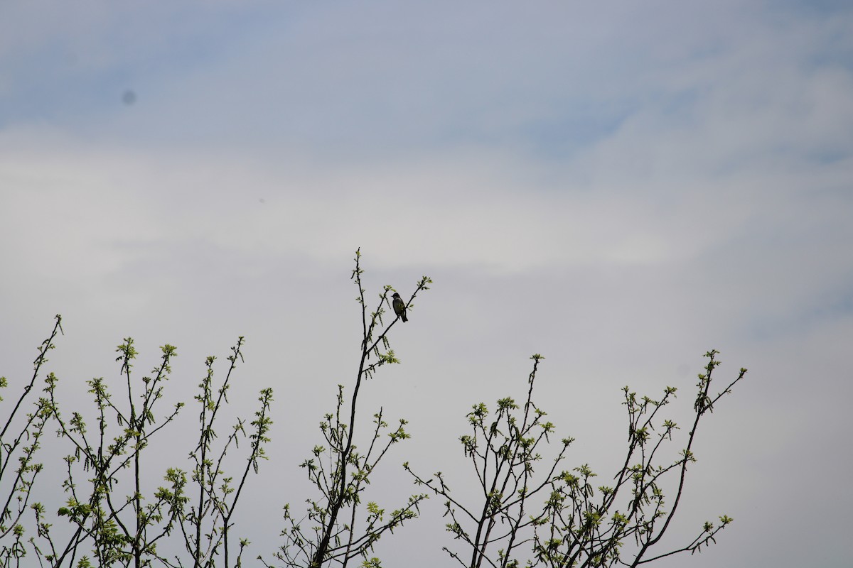 Eastern Kingbird - ML577357461