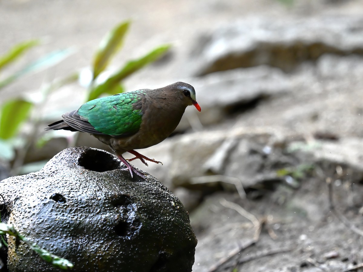Asian Emerald Dove - peng su