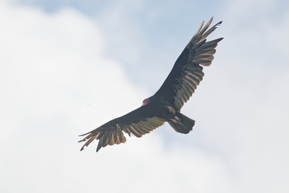 Turkey Vulture - ML577358111