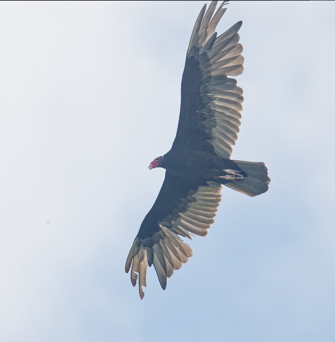 Turkey Vulture - ML577358121