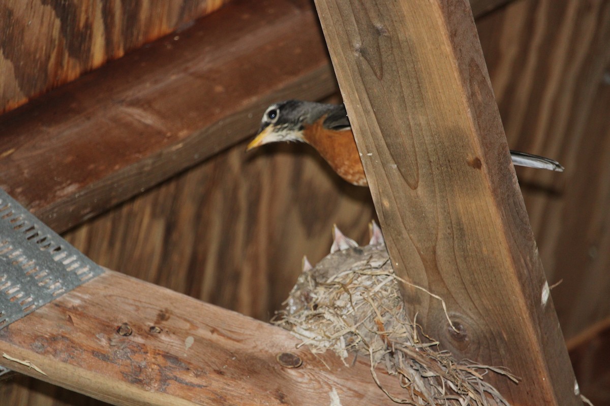 American Robin - ML577358151