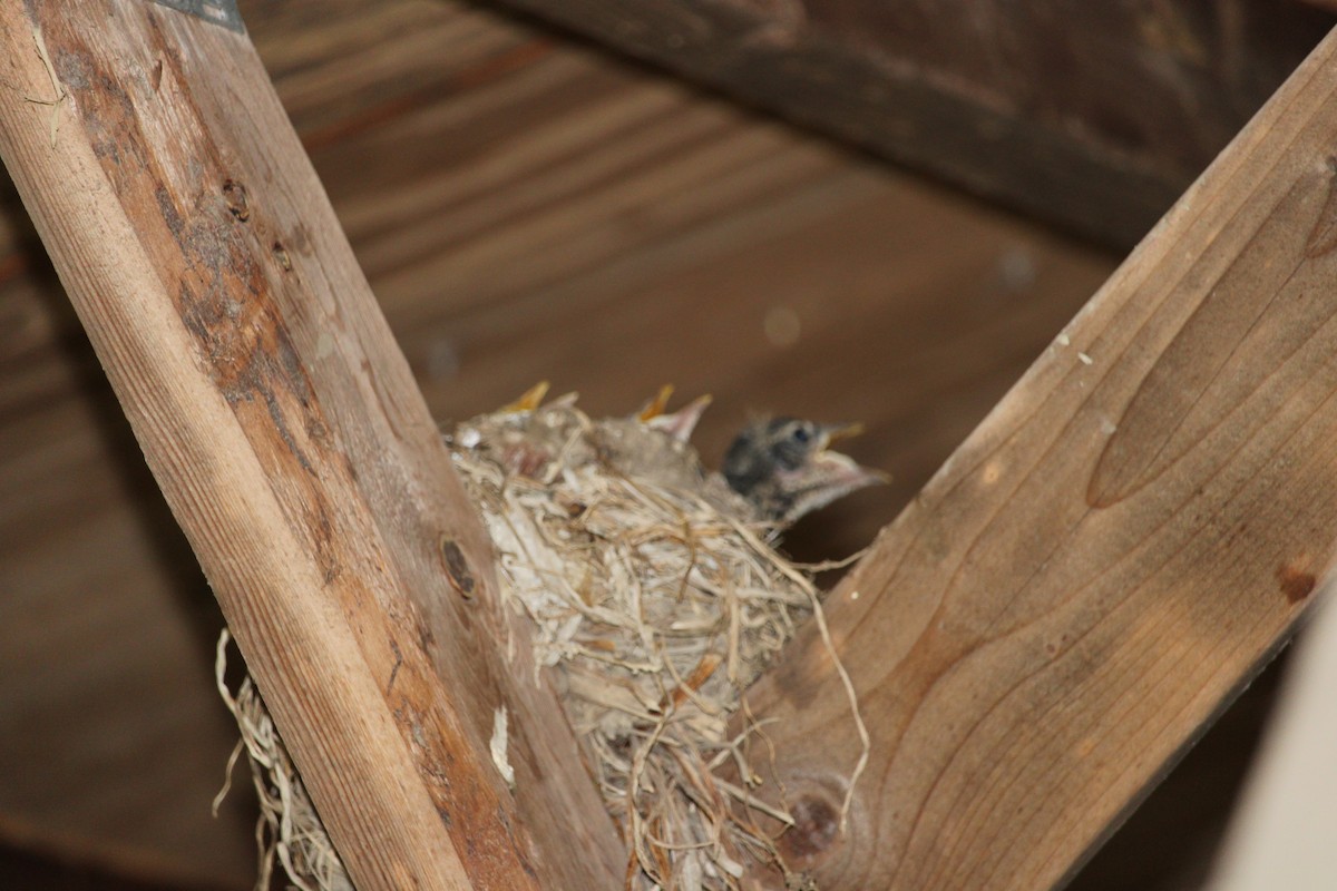 American Robin - ML577358161