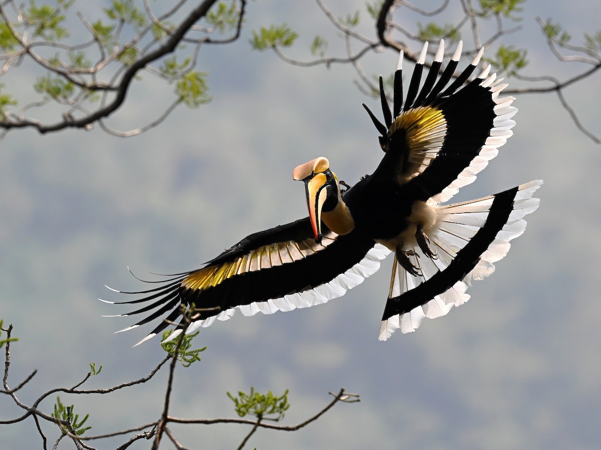 Great Hornbill - peng su