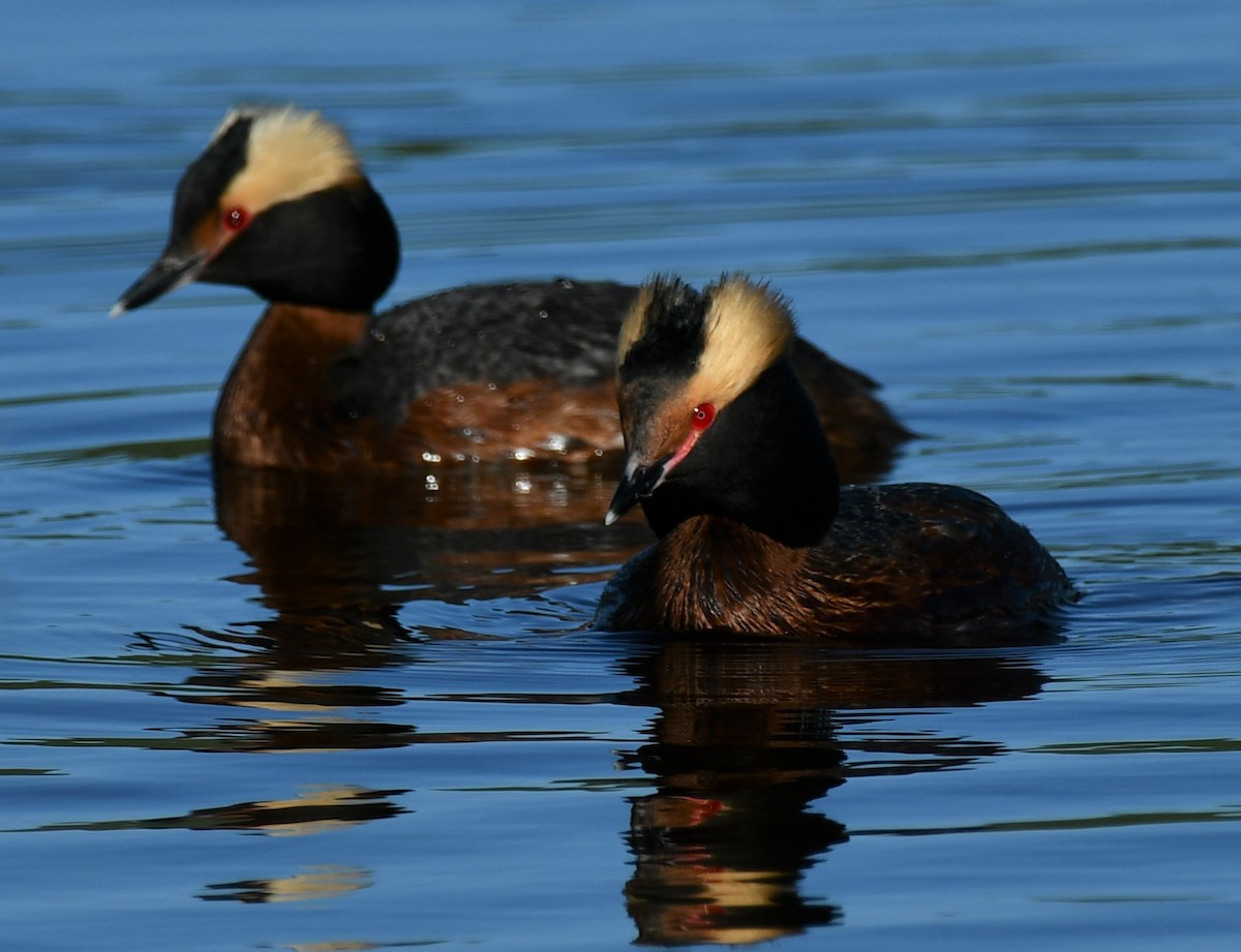 Horned Grebe - ML577358211