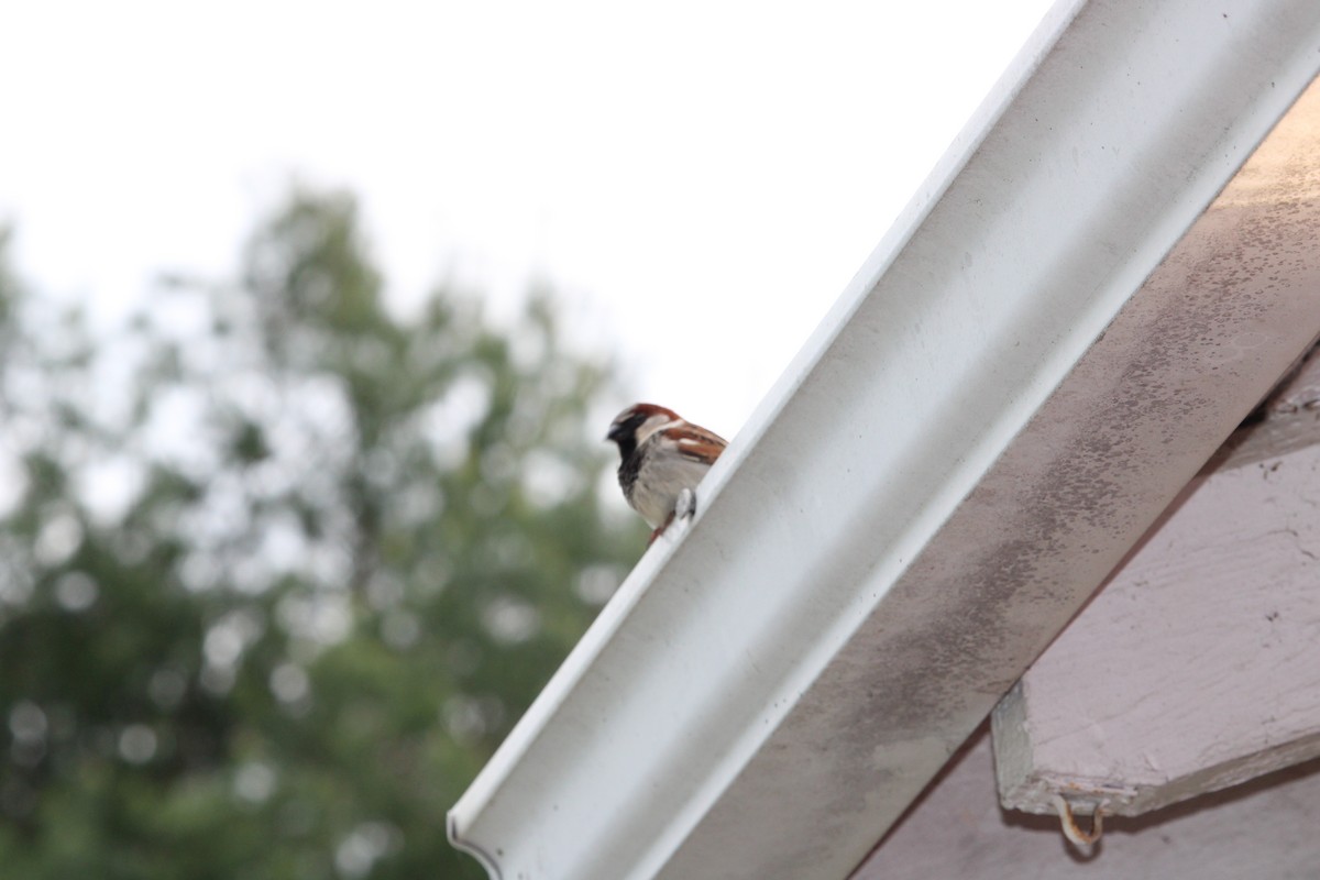 House Sparrow - ML577358601