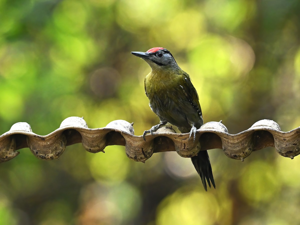 Gray-headed Woodpecker (Black-naped) - peng su