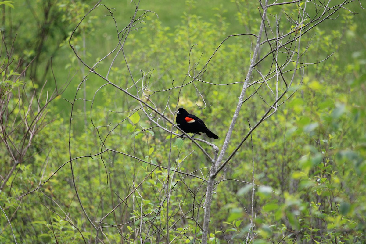 Red-winged Blackbird - ML577358781