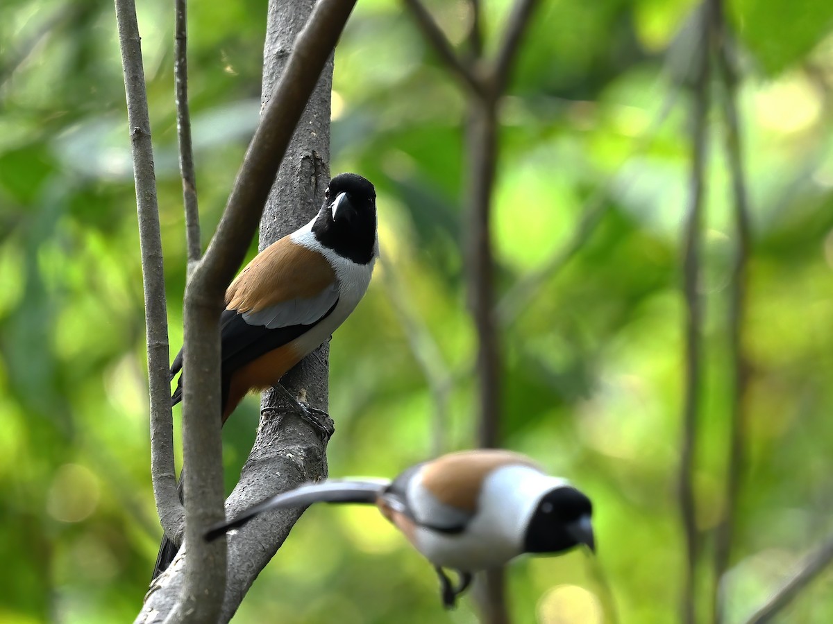 Collared Treepie - ML577358791