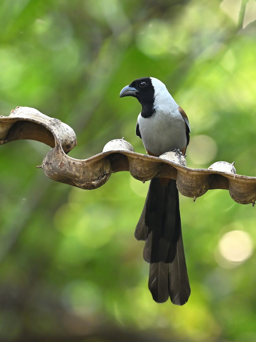 Collared Treepie - ML577358831